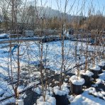 Breza himalájska (Betula utilis) ‘DOORENBOS’ - výška 190-220 cm, kont. C10L - VIACKMENNÁ